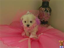 maltese puppy posted by Elegant Babies